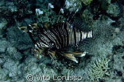 Fishs - Pterois miles by Vito Lorusso 